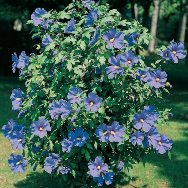 Hibiscus syriacus `Oiseau Bleu` (Sirski oslez)
