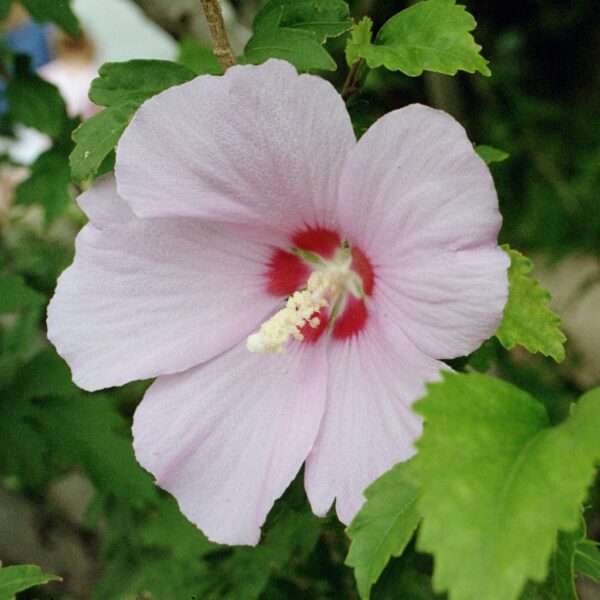 Hibiscus syriacus (Sirski oslez)
