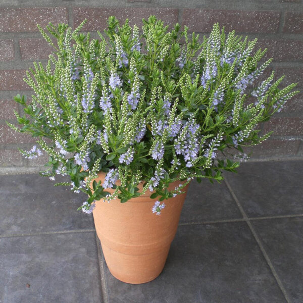 Hebe 'Margret' (Grmasti jetičnik)