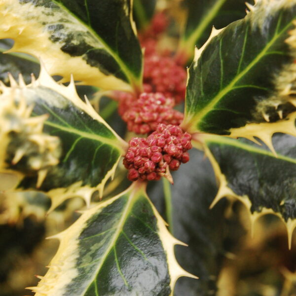 Ilex aquifolium Ferox Argentea