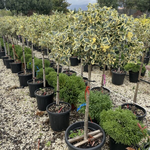 Ilex aquifolium 'Variegatum' na STEBLU (Pisanolistna bodika/Božje drevesce)