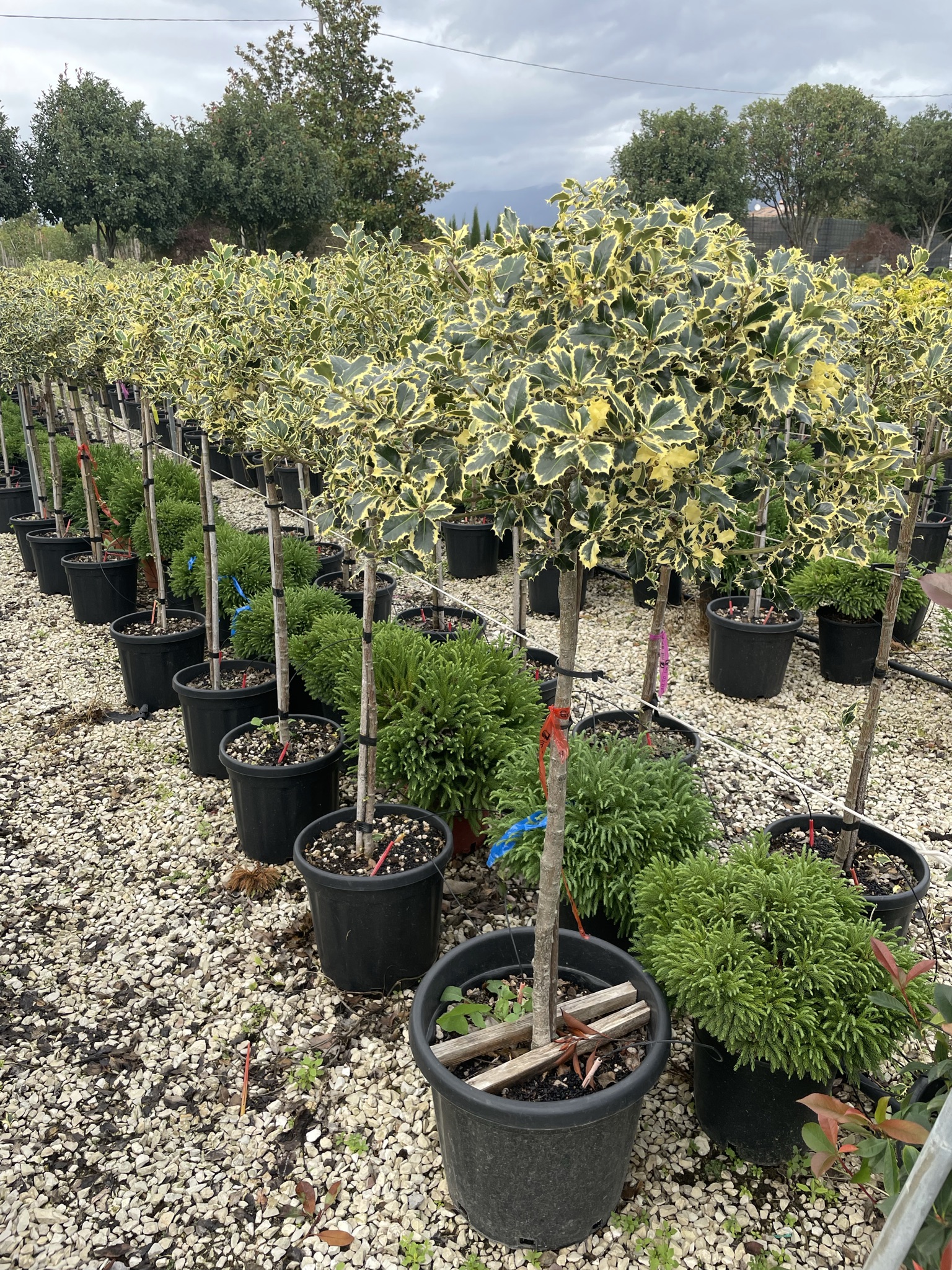 ILAQVA_1_2.jpeg Ilex aquifolium 'Variegatum' na STEBLU (Pisanolistna bodika/Božje drevesce) - slika 1