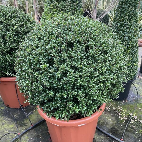 Ilex crenata 'Convexa' (Bodika)