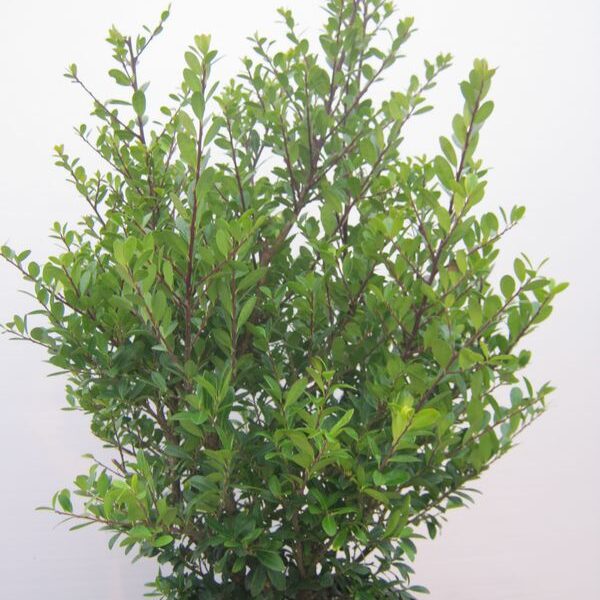 Ilex crenata 'Dark Green' (Bodika/Božje drevesce)