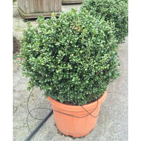 Ilex crenata 'Green Hedge' (Bodika)