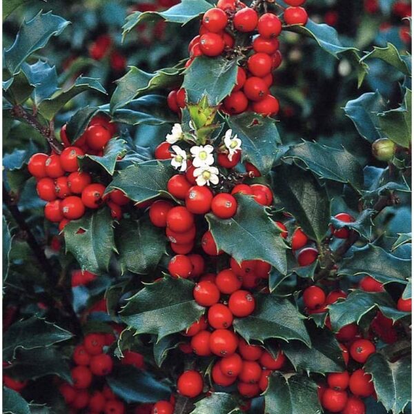 Ilex meserveae 'Blue Prince' (Bodika)