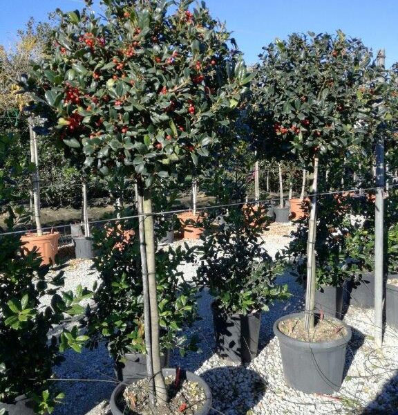 Ilex x mutchagara 'Nellie R. Stevens' (Bodika/Božje drevesce)