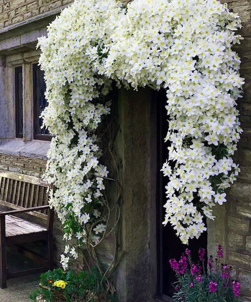 Clematis x cartmanii 'Avalanche' (Zimzeleni klematis)
