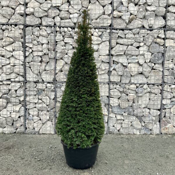 Taxus baccata (Tisa oblike stožca)