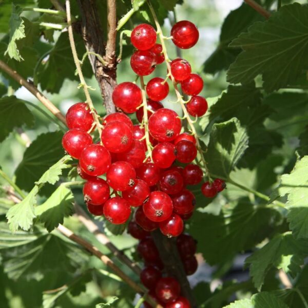 Ribes rubrum 'Lisette' (Rdeči ribez)