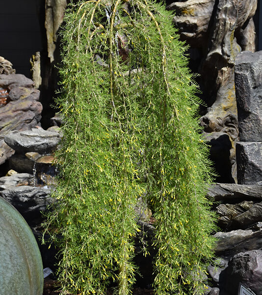 Caragana arborescens 'Walker' (Povešavi grahovec)