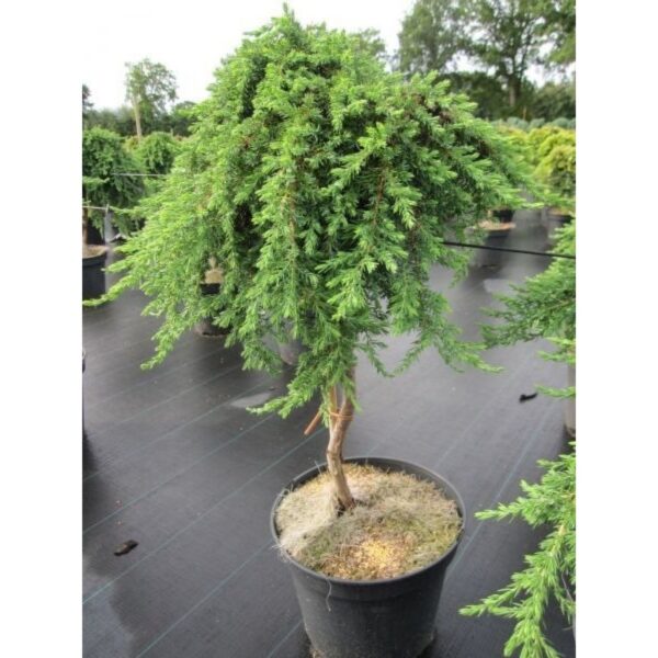 Juniperus communis 'Green Mantle' (Pokrovni brin)