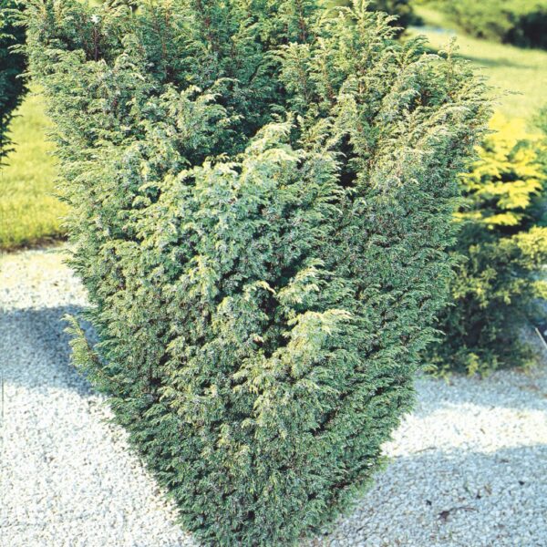 Juniperus chinensis `Blaauw` (Kitajski brin)