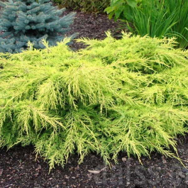 Juniperus chinensis 'Gold Star' (Kitajski brin)