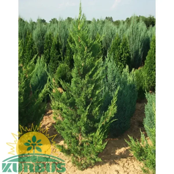 Juniperus chinensis 'Keteleeri' (Kitajski brin)