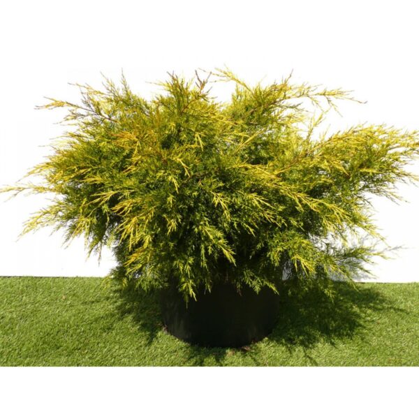 Juniperus chinensis `Kuriwao Gold` (Kitajski brin)