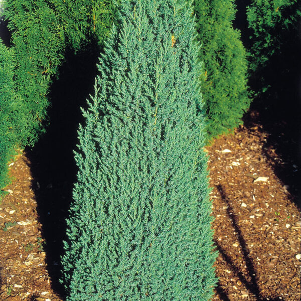 Juniperus chinensis 'Stricta' (Kitajski brin)
