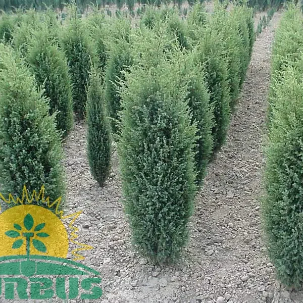 Juniperus communis 'Hibernica' (Stebrasti brin)