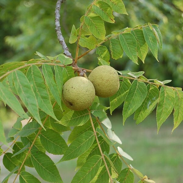 Juglans nigra (Črni oreh)