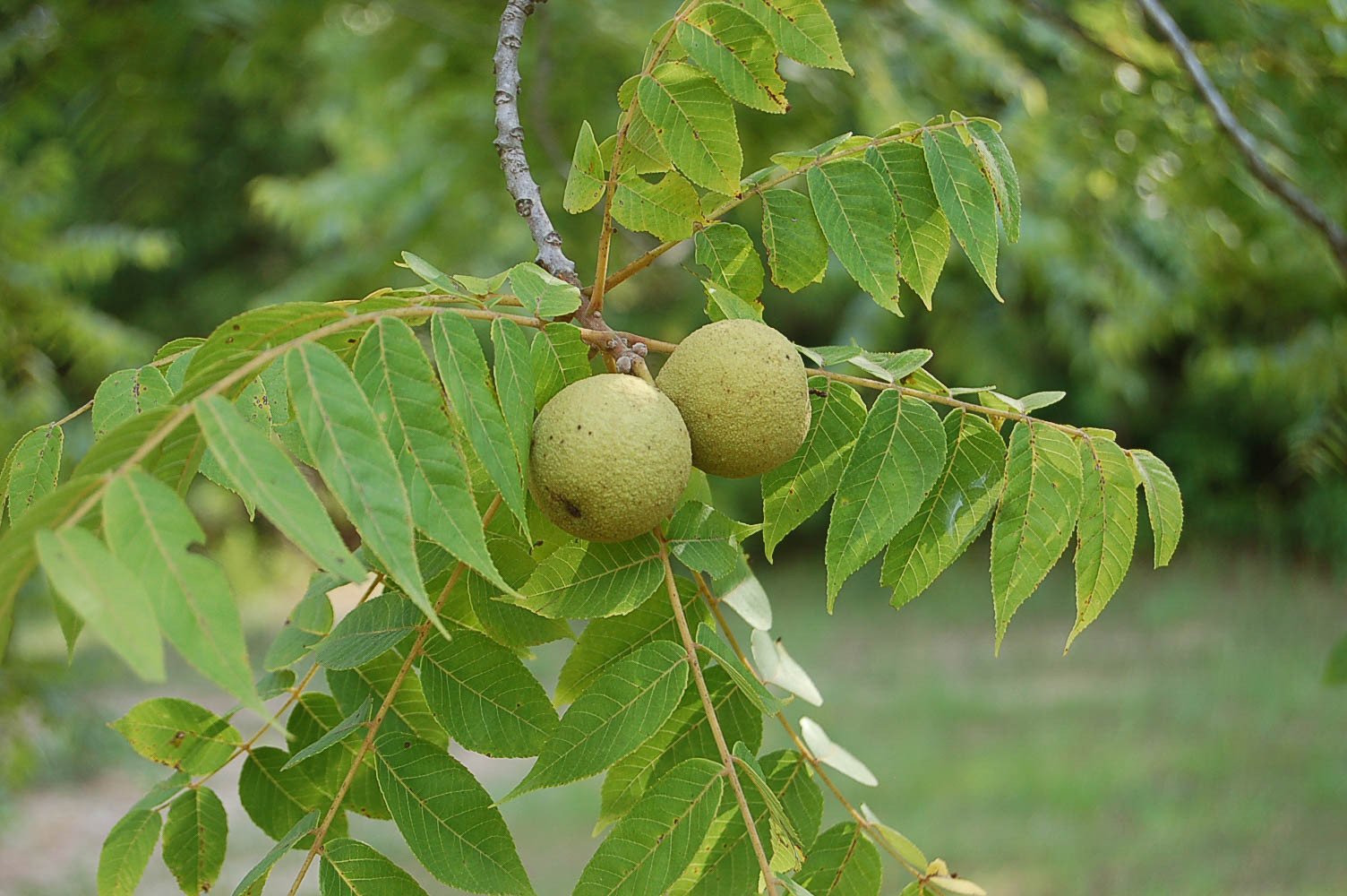Black Walnut (Juglans nigra) Juglans nigra (Črni oreh) - slika 1