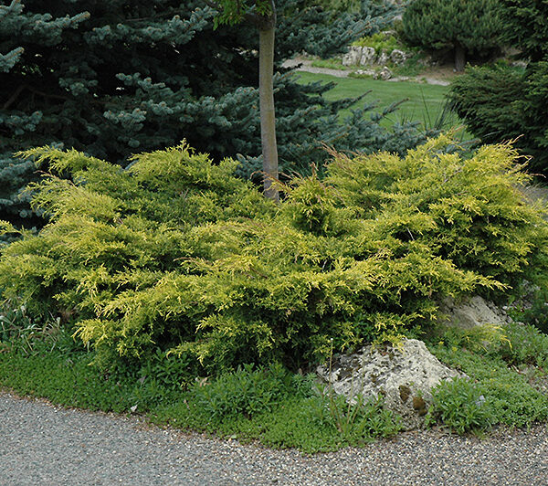Juniperus pfitzeriana (x) 'Old Gold)
