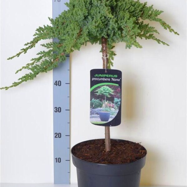 Juniperus procumbens 'Nana ' (Brin - NA STEBLU)