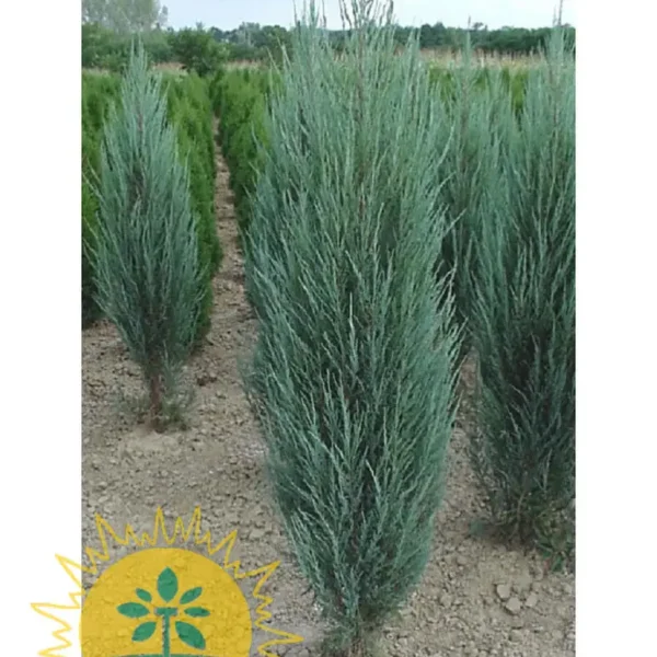 Juniperus virginiana 'Blue Arrow' (Virginijski brin)