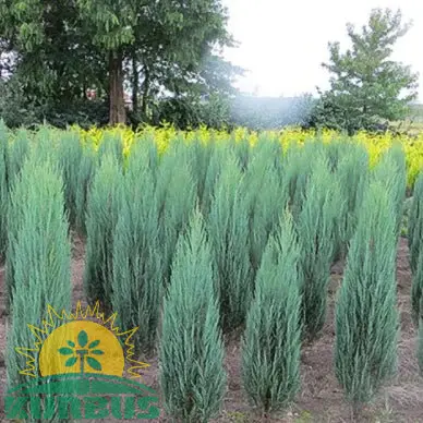 Juniperus virginiana 'Blue Arrow' (Virginijski brin)