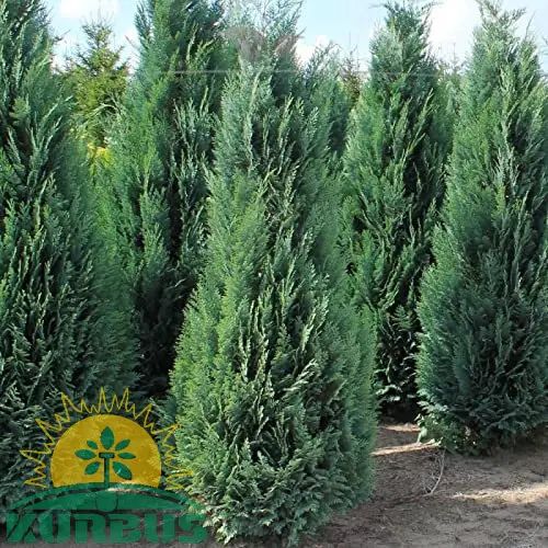 Juniperus virginiana 'Spartan' (Virginijski brin)