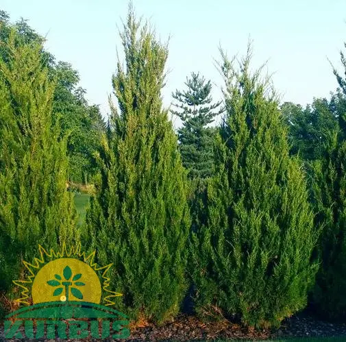 Juniperus virginiana 'Spartan' (Virginijski brin)