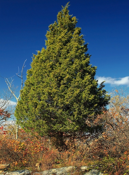 JUVI_2.jpg Juniperus virginiana (Virginijski brin) - slika 1