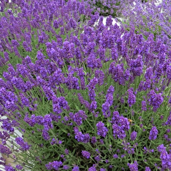Lavandula angustifolia `Aromatico Blue` (Sivka)