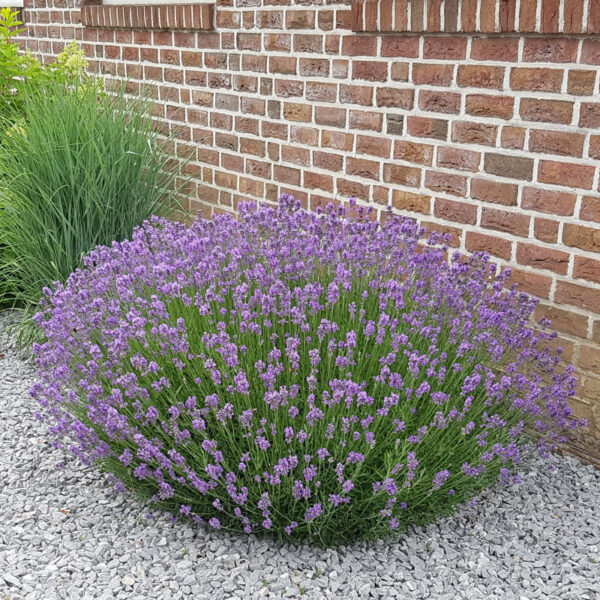 Lavandula ang. 'Dwarf Blue' (Sivka)