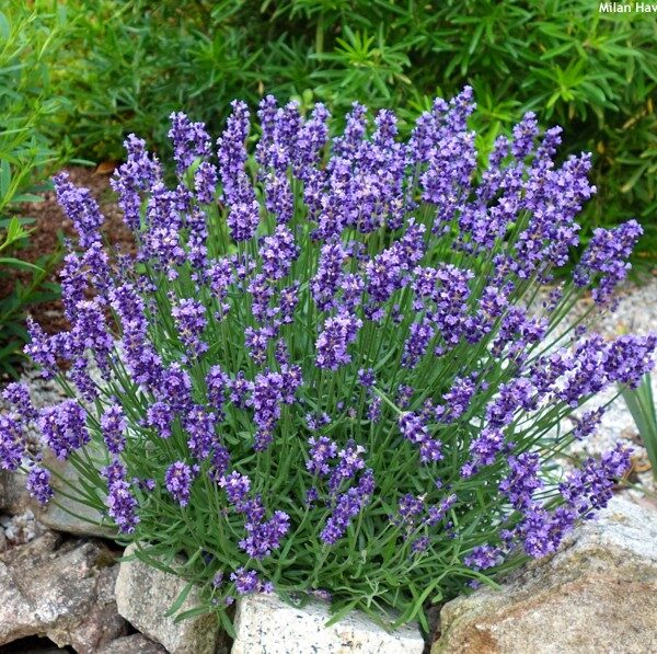 Lavandula ang. 'Essence Purple' (Sivka)