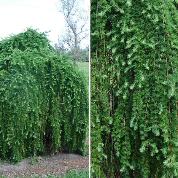 Larix ka 'Pendula' (Povešavi macesen)