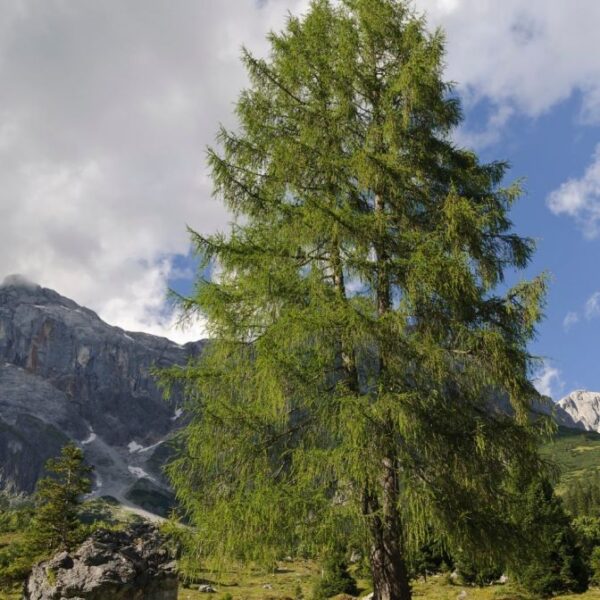 Larix decidua (Navadni macesen)