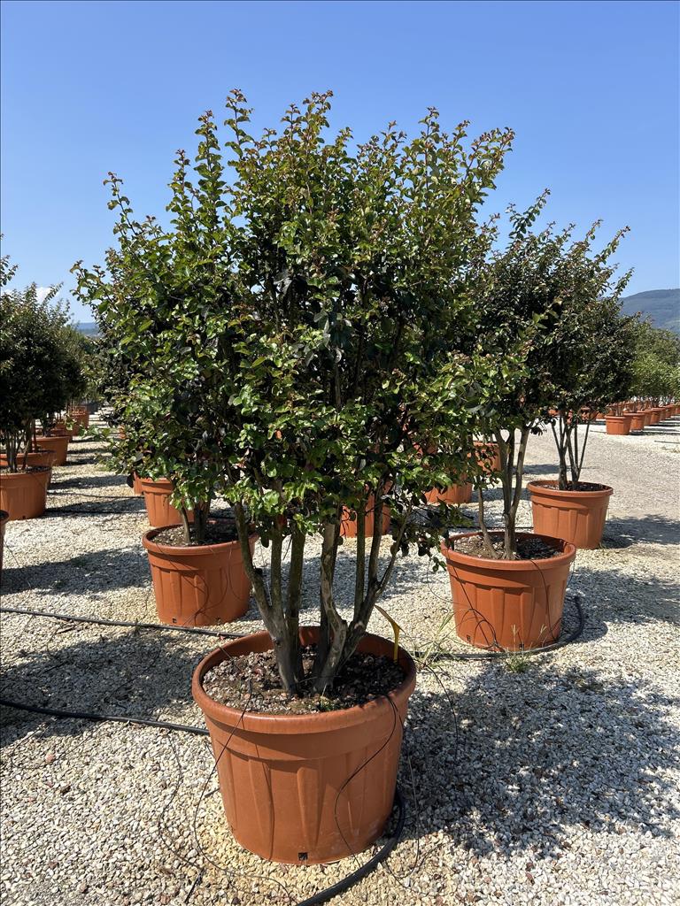 LAIN-MST_0.jpg Lagerstroemia indica (Indijska krešnija večdebelna) - slika 1