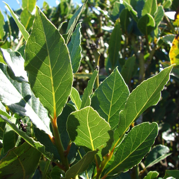 Laurus nobilis (Navadni lovor)