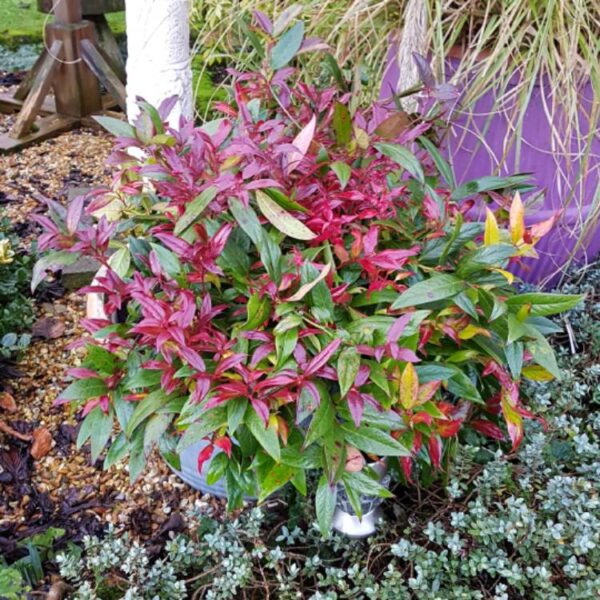 Leucothoe fontanesiana 'Zeblid Scarletta'(Japonski zvonček/Enkijant)