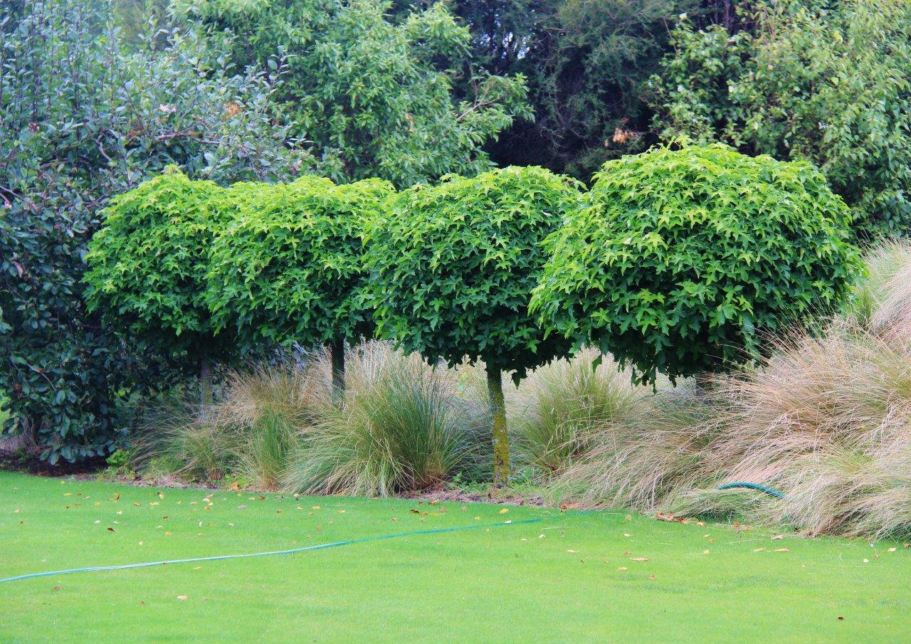 LISTGU_1.jpg Liquidambar styraciflua ´Gumball´ (Kroglasti ambrovec) - slika 1