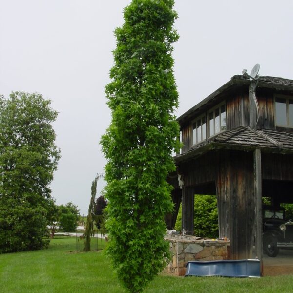Liquidambar styraciflua 'Slender Silhouette' (Stebrasti ambrovec)