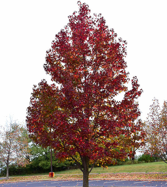 Liquidambar styraciflua 'Worplesdon' (Ambrovec)