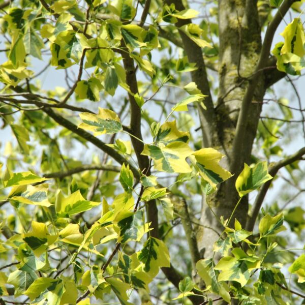 Liriodendron tulipifera 'Aureomarginatum' (Pisanolistni tulipanovec)