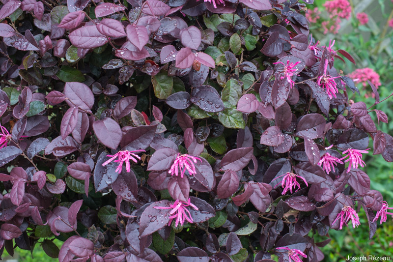Loropetalum chinense Loropetalum chinense 'Fede' (Loropetalum) - slika 1