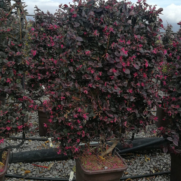 Loropetalum chin. 'Fire Dance' (Loropetalum)