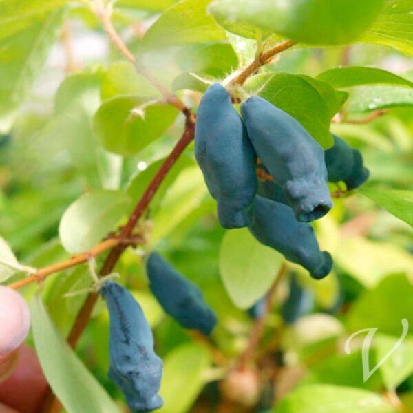 Lonicera kamtschatica `Eisbär` (Sibirska borovnica)