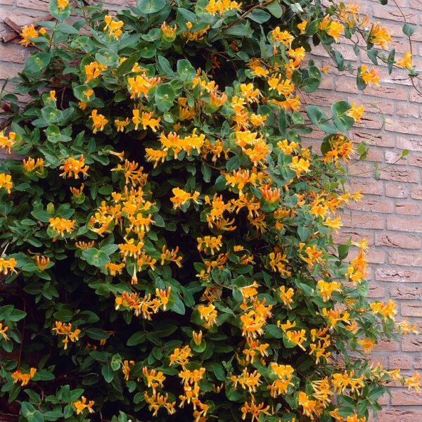 Lonicera tellmanniana (Telmansov kovačnik)