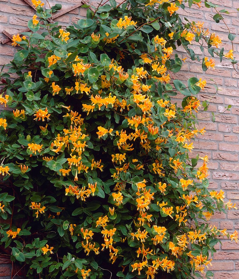 Lonicera x tellmanniana Lonicera tellmanniana (Telmansov kovačnik) - slika 1