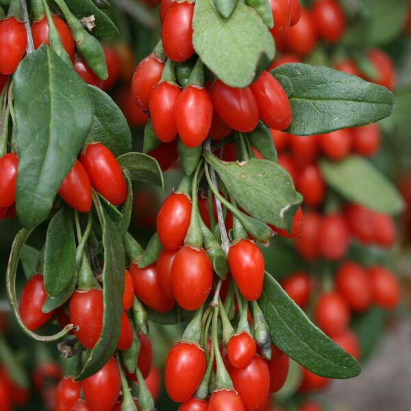 Lycium barbarum `Big Lifeberry` (Goji jagode)