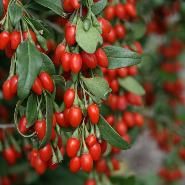 Lycium barbarum `Sweet Lieberry` (Goji jagode)